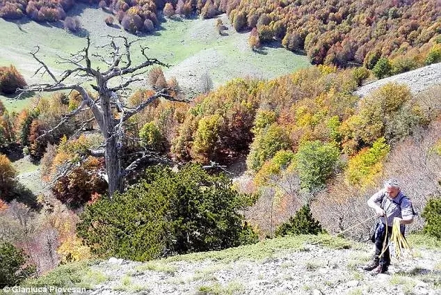 这棵欧洲最古老的树在意大利被发现了(图5)